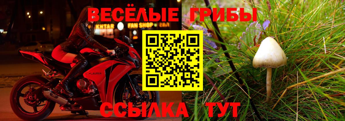 Псилоцибиновые грибы Cubensis Выборг